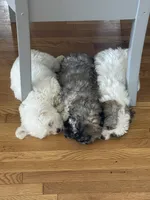 Princess, a female Maltipoo for sale in Newark, NJ – 6 of 9