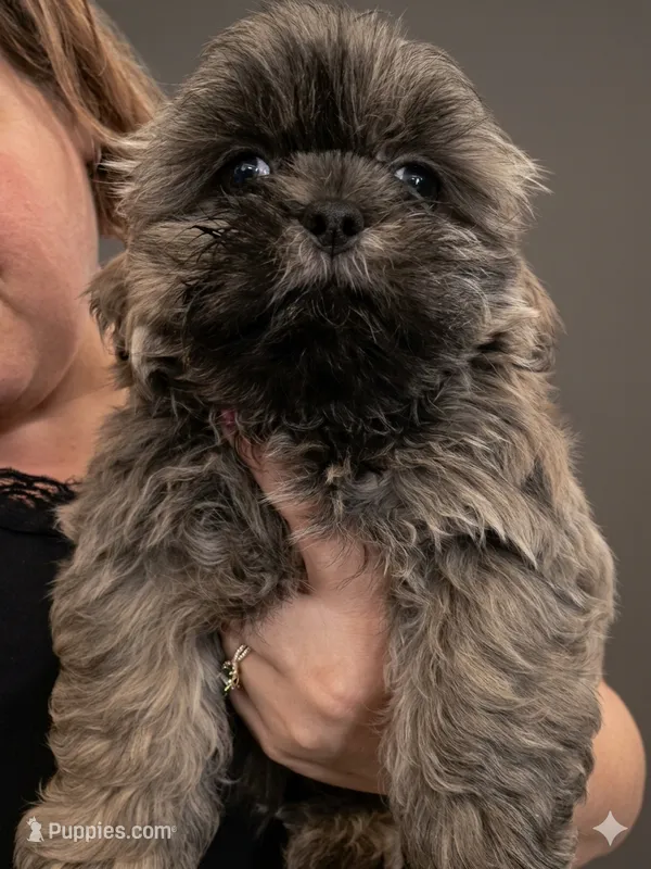CKC - Silver Male – Shih Tzu puppy for sale in Palatka, FL