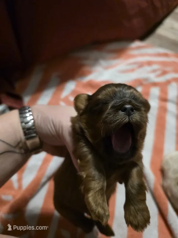 AKC Male 3 – Shih Tzu puppy for sale in Palatka, FL