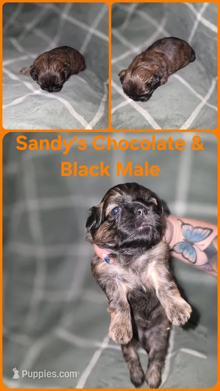 CKC - Chocolate and Black Male – Shih Tzu puppy for sale in Palatka, FL