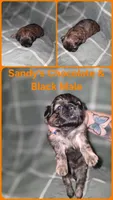 CKC - Chocolate and Black Male, a male Shih Tzu for sale in Palatka, FL – 1 of 3