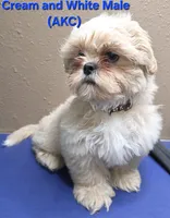 AKC Cream and White Male, a male Shih Tzu for sale in Palatka, FL – 4 of 4