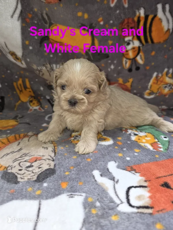 CKC - Cream and White Female – Shih Tzu puppy for sale in Palatka, FL