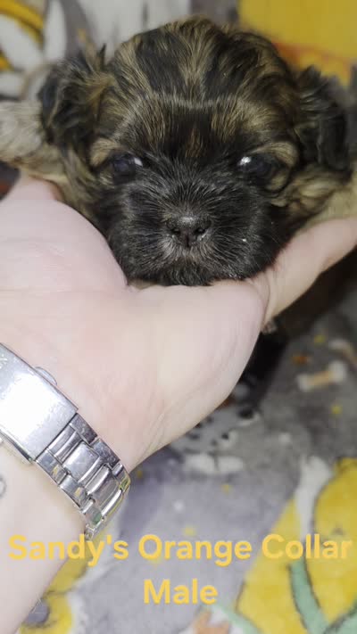CKC - Red and Black Male (orange collar), a male Shih Tzu for sale in Palatka, FL – 7 of 7