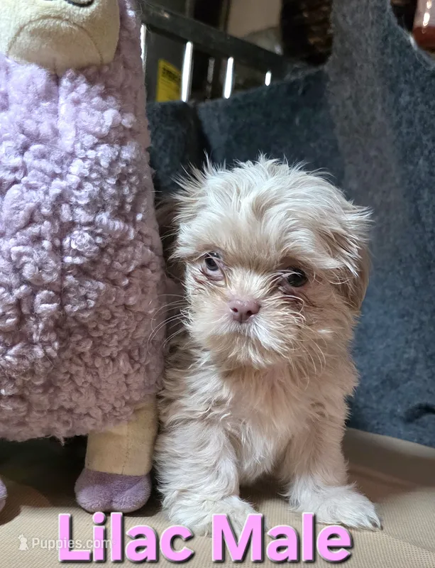 CKC Lilac Male – Shih Tzu puppy for sale in Palatka, FL