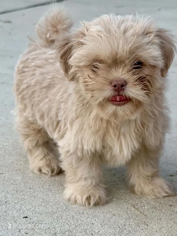 CKC Lilac Male – Shih Tzu puppy for sale in Palatka, FL