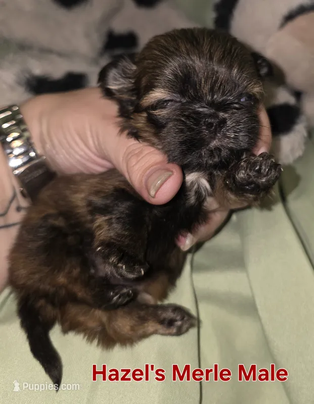 Hazel's Brown Merle  – Shih Tzu puppy for sale in Palatka, FL