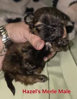 Hazel's Brown Merle , a male Shih Tzu for sale in Palatka, FL – 1 of 1