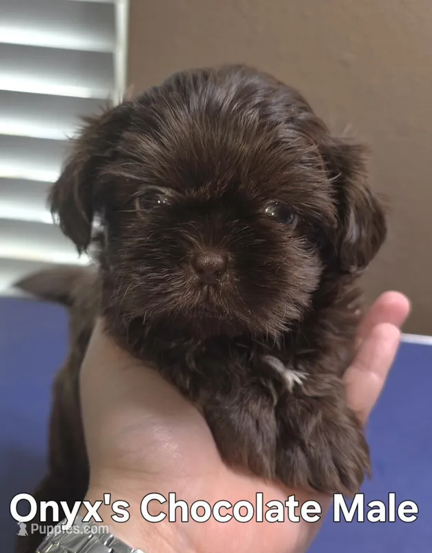 Onyx's Chocolate Male – Shih Tzu puppy for sale in Palatka, FL