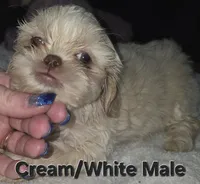 CKC White Male, a male Shih Tzu for sale in Palatka, FL – 5 of 9