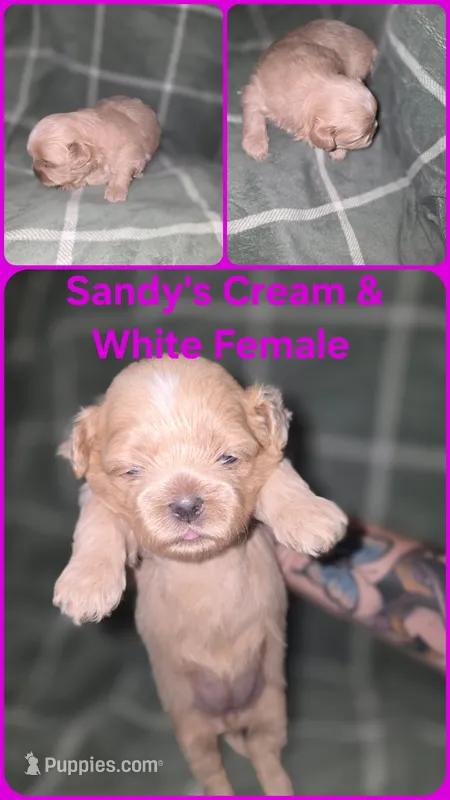 CKC - Cream and White Female – Shih Tzu puppy for sale in Palatka, FL