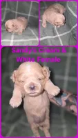 CKC - Cream and White Female, a female Shih Tzu for sale in Palatka, FL – 1 of 3