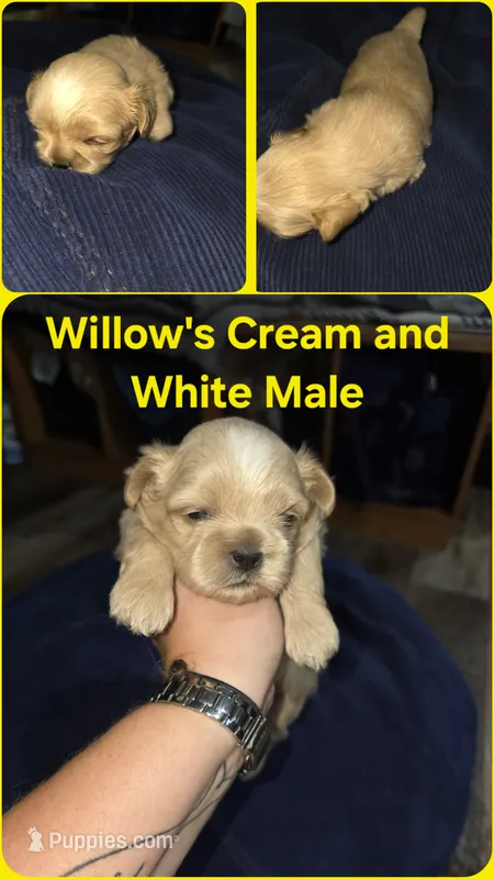 AKC - Cream and White Male – Shih Tzu puppy for sale in Palatka, FL