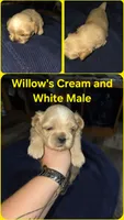 AKC - Cream and White Male, a male Shih Tzu for sale in Palatka, FL – 1 of 3