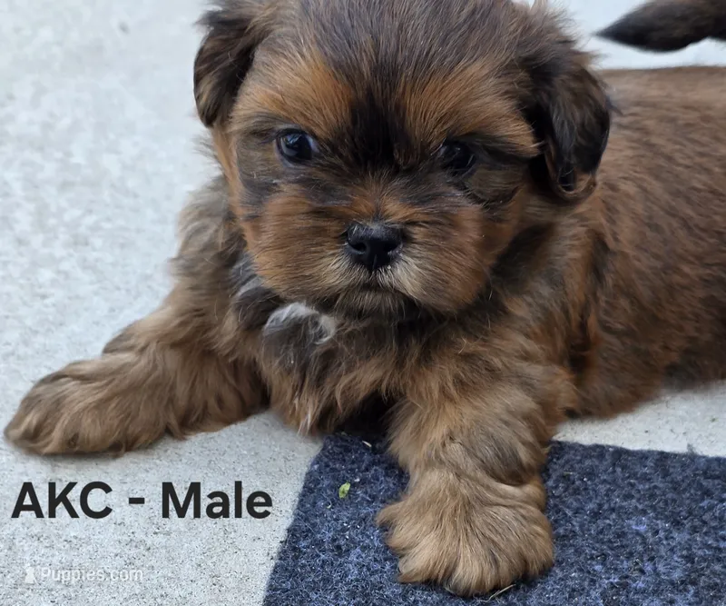 AKC Male 3 – Shih Tzu puppy for sale in Palatka, FL