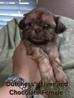 CKC Liver and Chocolate Female , a female Shih Tzu for sale in Palatka, FL – 3 of 3