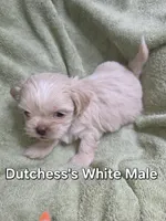CKC White Male, a male Shih Tzu for sale in Palatka, FL – 2 of 3