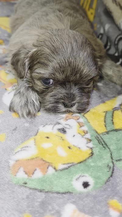 CKC - Silver Male, a male Shih Tzu for sale in Palatka, FL – 9 of 9