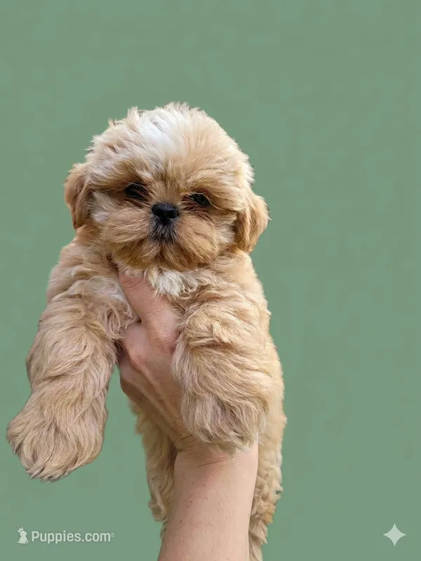 AKC - Cream and White Female – Shih Tzu puppy for sale in Palatka, FL