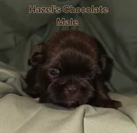 Hazel's Chocolate Male, a male Shih Tzu for sale in Palatka, FL – 2 of 2