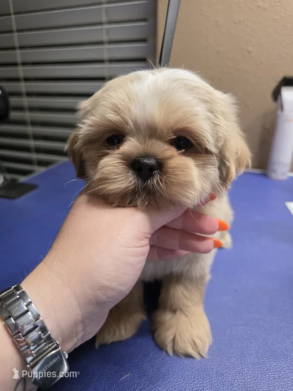 AKC - Cream and White Female – Shih Tzu puppy for sale in Palatka, FL