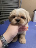 AKC - Cream and White Female, a female Shih Tzu for sale in Palatka, FL – 2 of 8