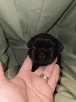Onyx's Black Male, a male Shih Tzu for sale in Palatka, FL – 1 of 2