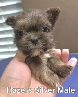 Hazel's Silver Male, a male Shih Tzu for sale in Palatka, FL – 1 of 3