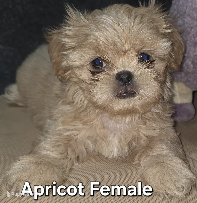CKC Apricot Female  – Shih Tzu puppy for sale in Palatka, FL