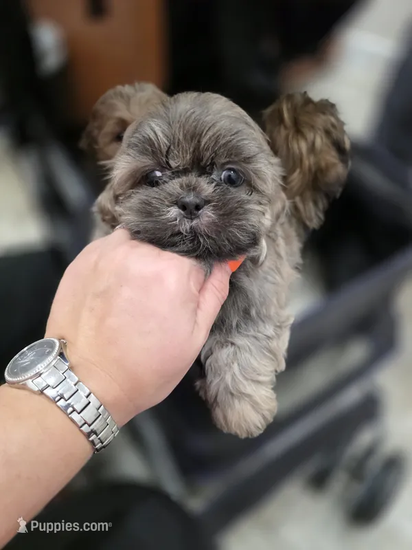 CKC - Silver Male – Shih Tzu puppy for sale in Palatka, FL