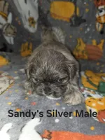 CKC - Silver Male, a male Shih Tzu for sale in Palatka, FL – 8 of 9