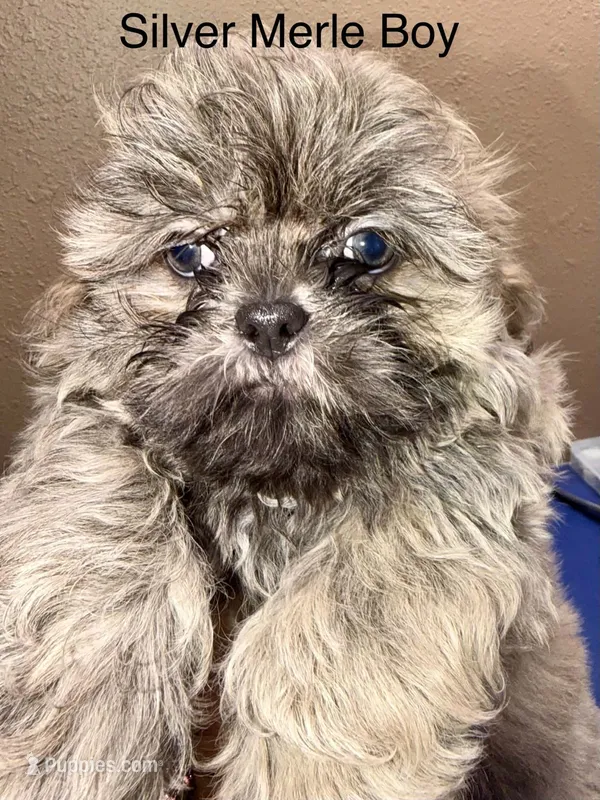 CKC - Silver Male – Shih Tzu puppy for sale in Palatka, FL