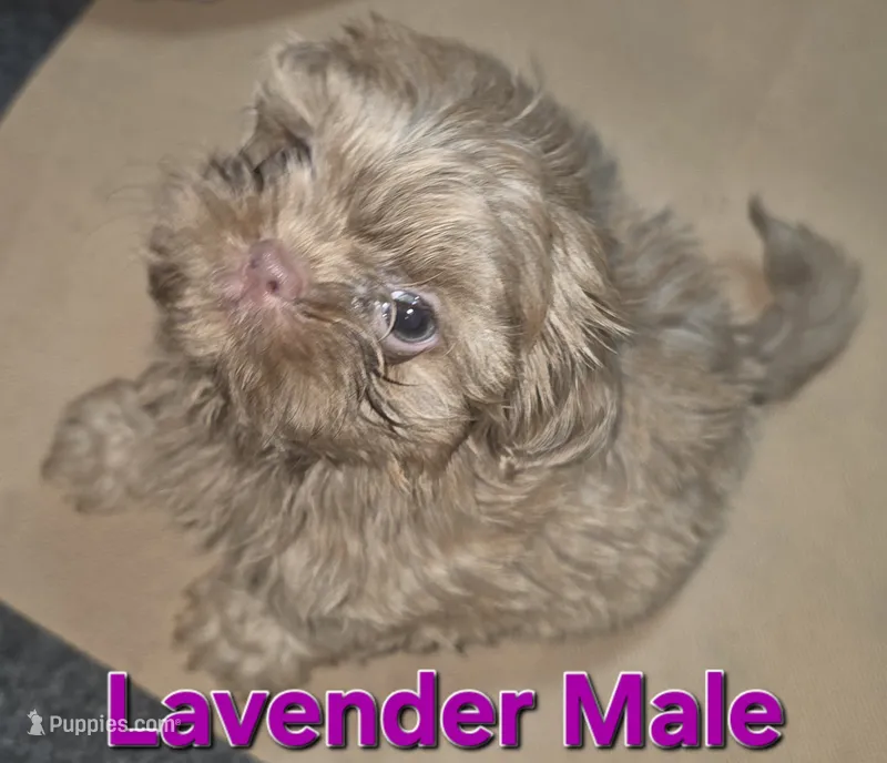 CKC Lavender Male – Shih Tzu puppy for sale in Palatka, FL