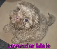 CKC Lavender Male, a male Shih Tzu for sale in Palatka, FL – 4 of 7