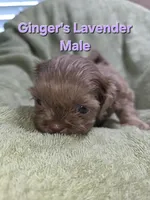 CKC Lavender Male, a male Shih Tzu for sale in Palatka, FL – 2 of 2