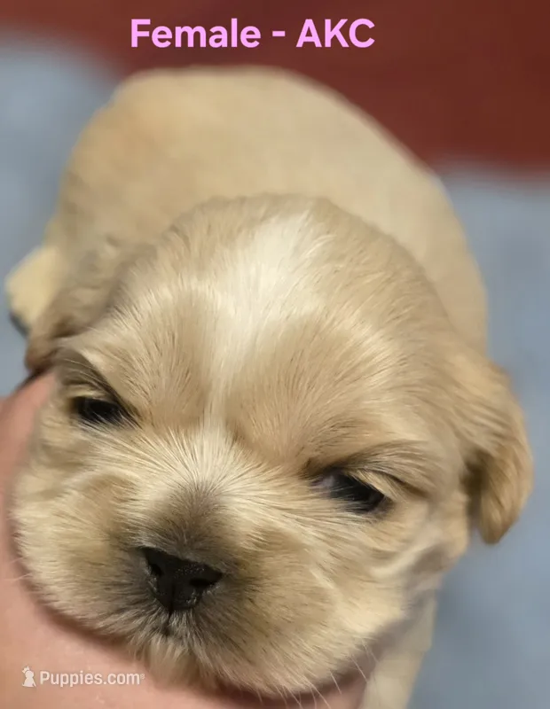 AKC Female – Shih Tzu puppy for sale in Palatka, FL