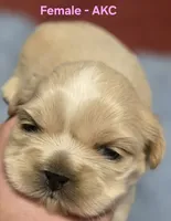 AKC Female, a female Shih Tzu for sale in Palatka, FL – 7 of 9