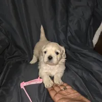 Pink Girl ckc, a female Shih Tzu for sale in Palatka, FL – Photo 5 of 10