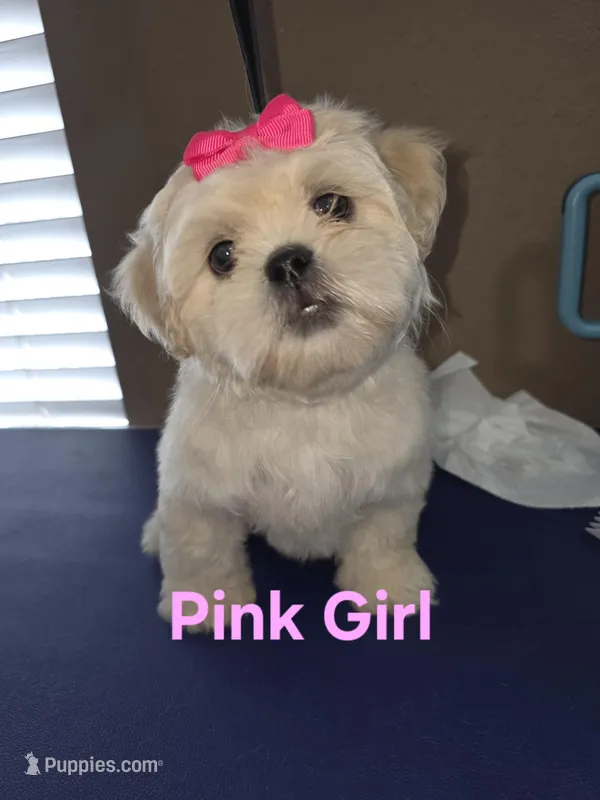 Pink Girl ckc – Shih Tzu puppy for sale in Palatka, FL