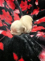 Pink Girl ckc, a female Shih Tzu for sale in Palatka, FL – Photo 3 of 5