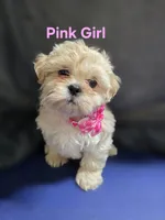 Pink Girl ckc, a female Shih Tzu for sale in Palatka, FL – Photo 1 of 10