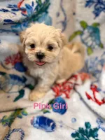 Pink Girl ckc, a female Shih Tzu for sale in Palatka, FL – Photo 9 of 10