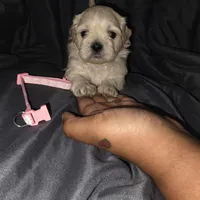 Pink Girl ckc, a female Shih Tzu for sale in Palatka, FL – Photo 6 of 10