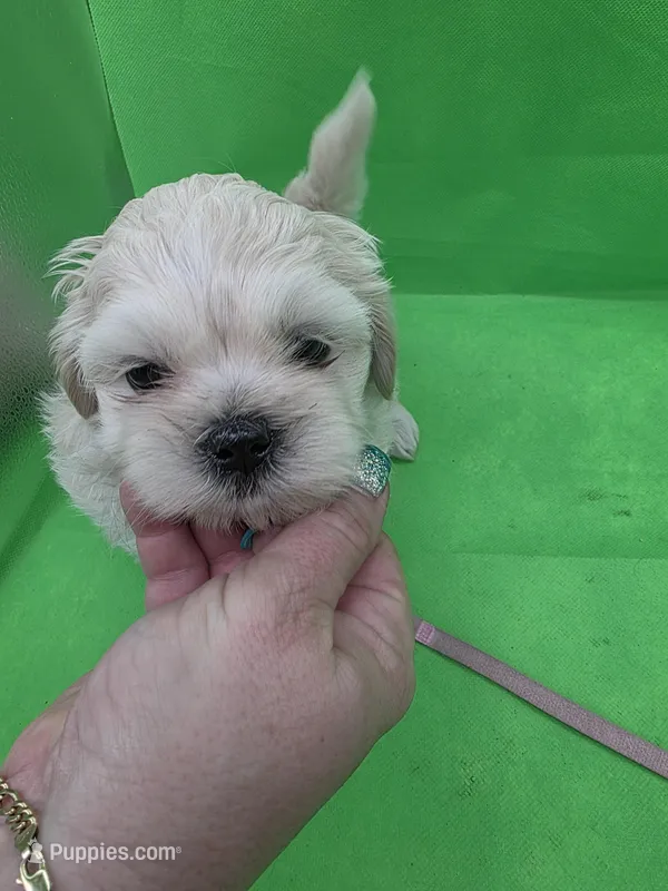 Pink Girl ckc – Shih Tzu puppy for sale in Palatka, FL