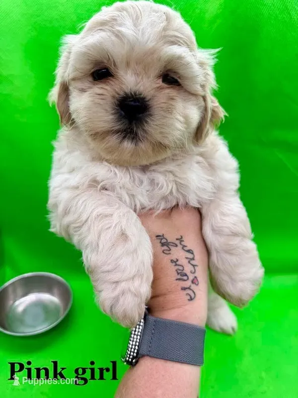 Pink Girl ckc – Shih Tzu puppy for sale in Palatka, FL