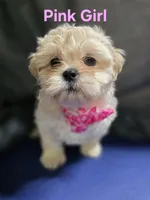 Pink Girl ckc, a female Shih Tzu for sale in Palatka, FL – Photo 2 of 10