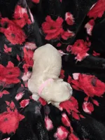 Pink Girl ckc, a female Shih Tzu for sale in Palatka, FL – Photo 2 of 5