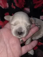 Pink Girl ckc, a female Shih Tzu for sale in Palatka, FL – Photo 1 of 5