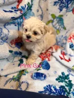 Pink Girl ckc, a female Shih Tzu for sale in Palatka, FL – Photo 10 of 10