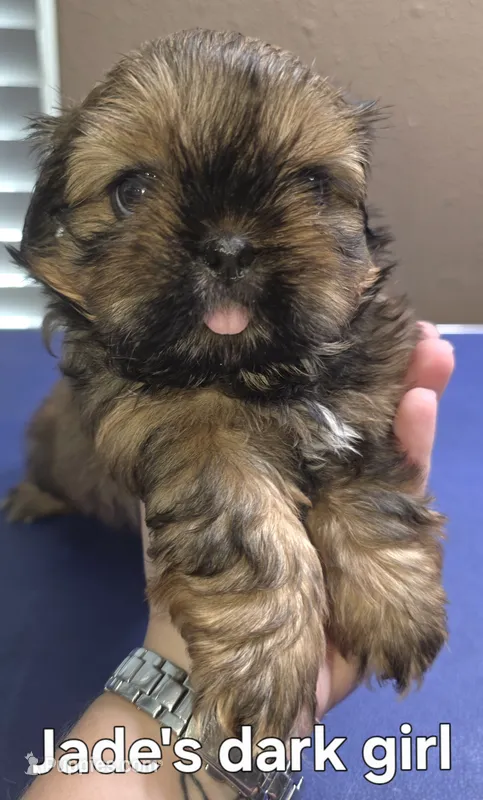 Jade's Brown Girl 2 – Shih Tzu puppy for sale in Palatka, FL